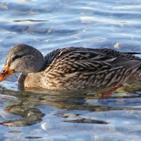 מלון Vogl's Nest 4*